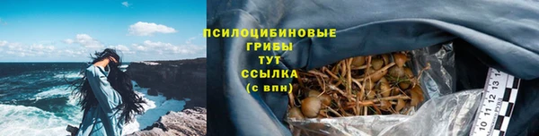 амф Гусев