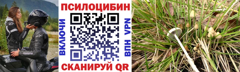 Псилоцибиновые грибы Cubensis  Купить  Макушино 